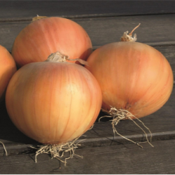 Cebula Olympic f1 Precision 250 000 nasion st